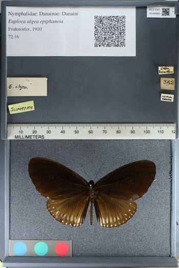 Media type: image;   Entomology 160920